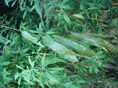 Zea diploperennis, photograph author not stated, no rights reserved