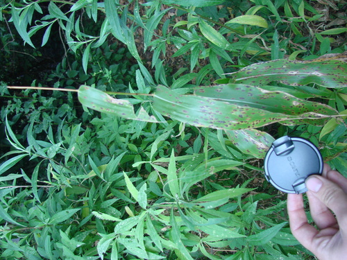 Image of Zea diploperennis by no rights reserved
