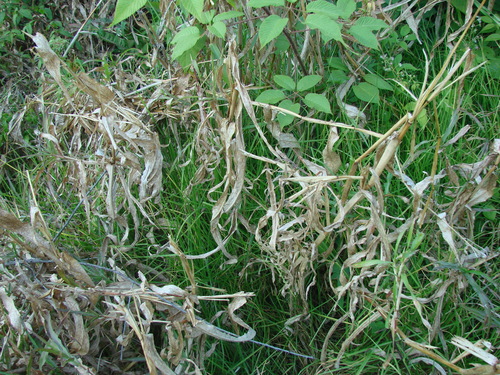 diploperennial teosinte (Zea diploperennis)