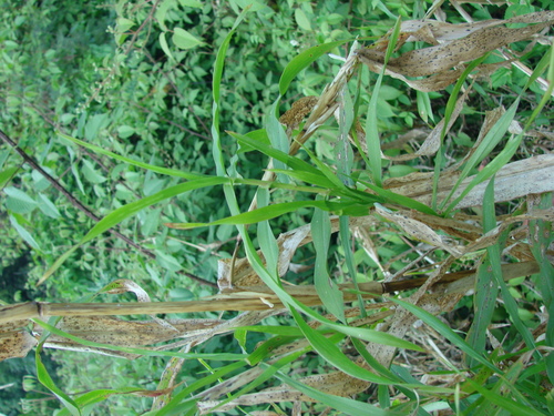 Image of Zea diploperennis by no rights reserved