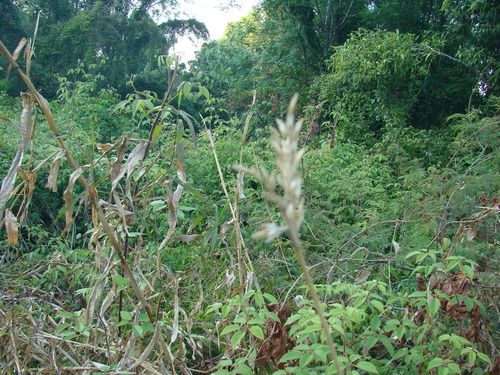 Image of Zea diploperennis by no rights reserved