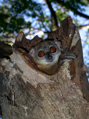 Lepilemur ankaranensis