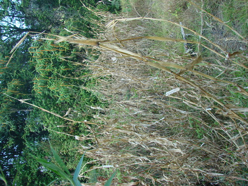 Image of Zea diploperennis by no rights reserved
