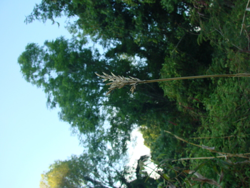 Image of Zea diploperennis by no rights reserved