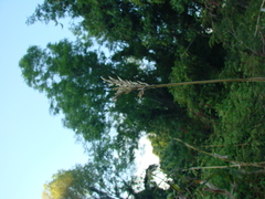 Zea diploperennis, photograph author not stated, no rights reserved