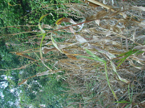 Image of Zea diploperennis by no rights reserved