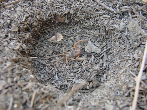 Ammotrechidae