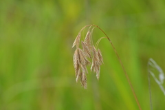 Bromus kalmii