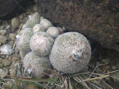Epithelantha greggii