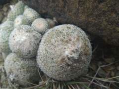 Epithelantha greggii