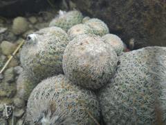 Epithelantha greggii