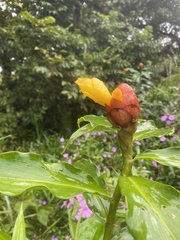 Costus wilsonii image