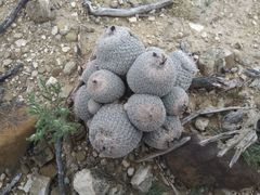 Epithelantha greggii