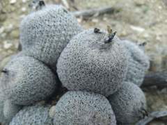 Epithelantha greggii