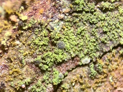 Micarea prasina