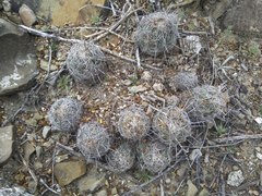 Coryphantha pseudoechinus pseudoechinus