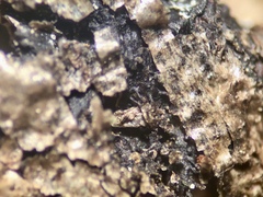 Melanohalea septentrionalis