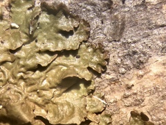 Melanohalea septentrionalis