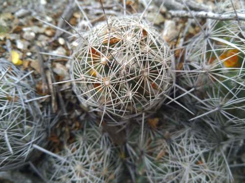 Coryphantha pseudechinus