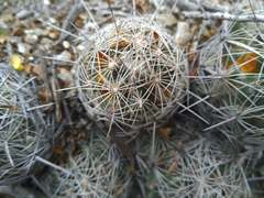 Coryphantha pseudoechinus pseudoechinus
