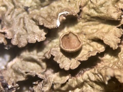 Melanohalea septentrionalis