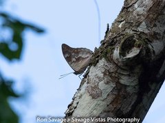 Archaeoprepona demophoon