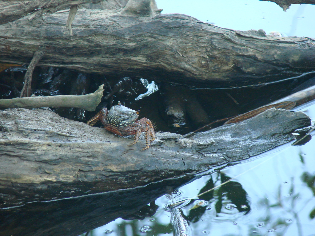 Racer Mangrove Crab