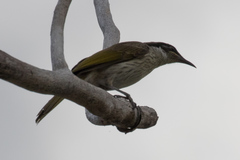 Gavicalis versicolor