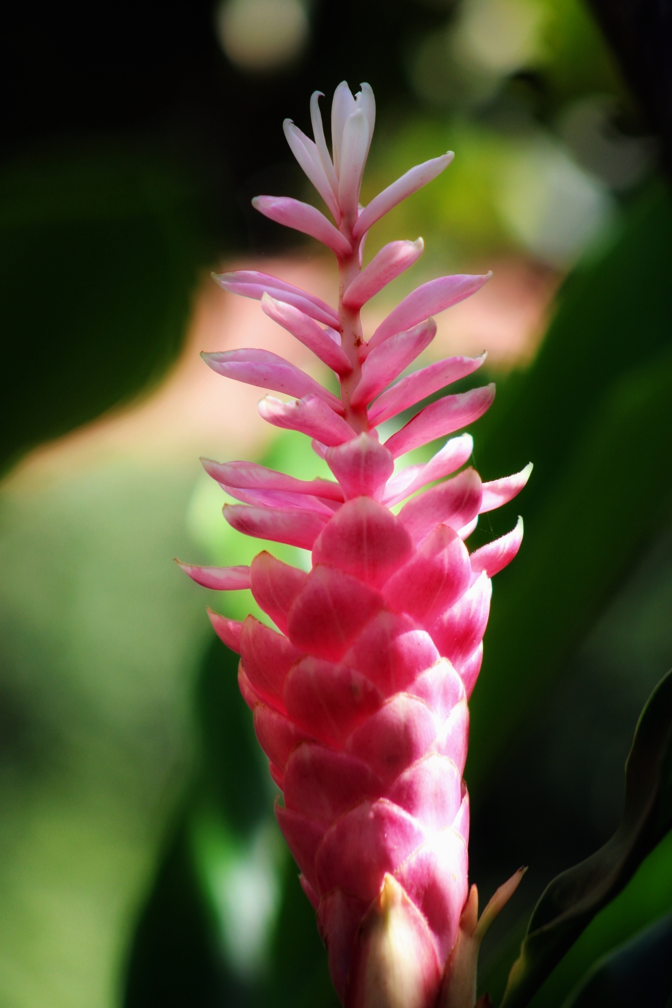 Alpinia purpurata