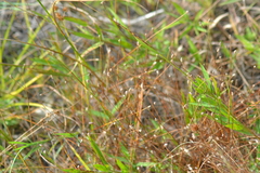 Eleocharis elliptica