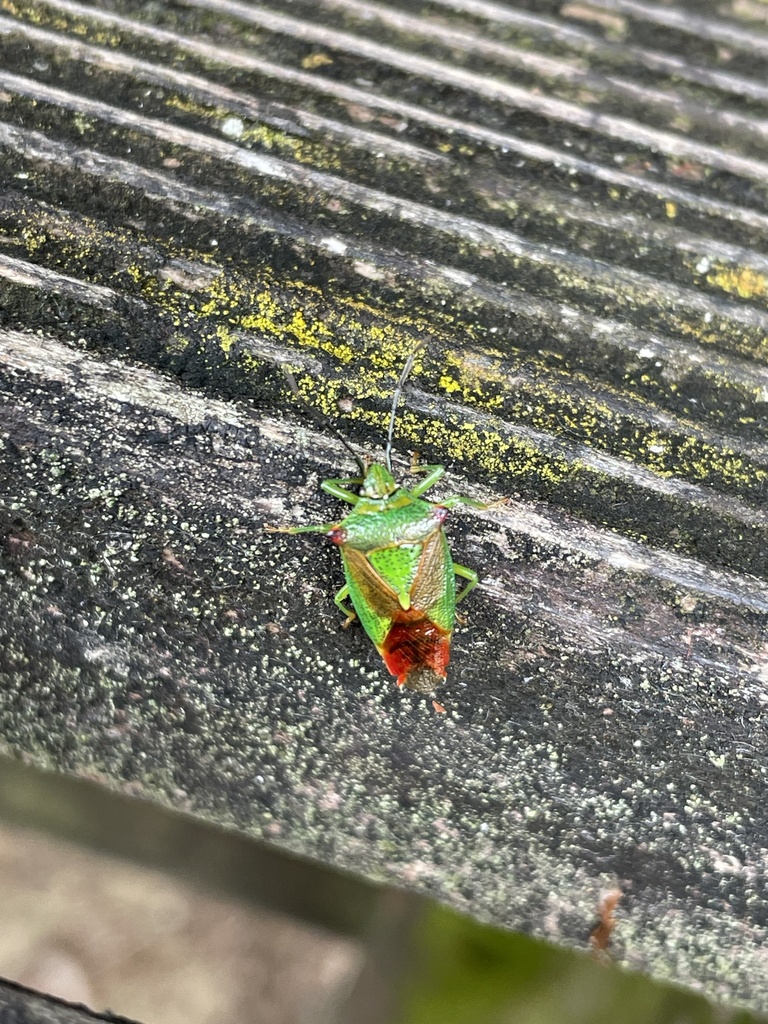 Hawthorn Shield Bug from Dartmoor Zoo, Plymouth, England, GB on July 5
