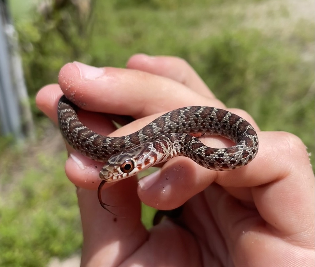 Southern Black Racer from SW Martin Hwy, Palm City, FL, US on July 5 ...