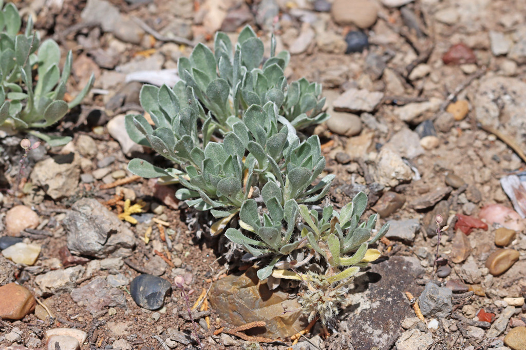 Southwestern Cryptantha