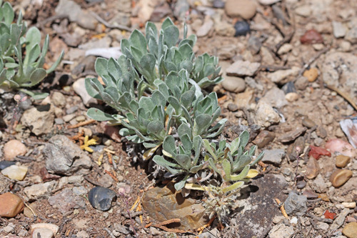 Southwestern Cryptantha (Oreocarya mensana)