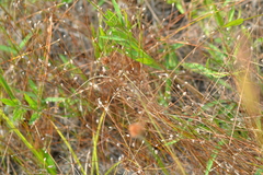 Eleocharis elliptica