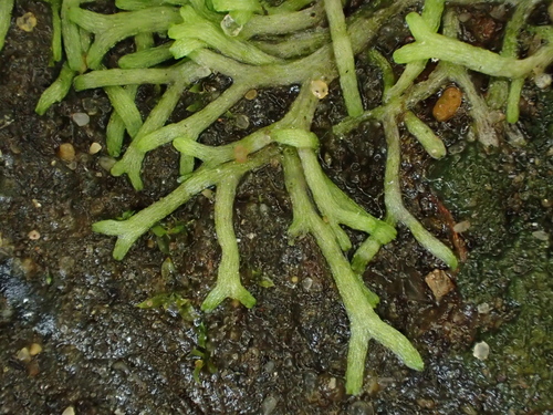 Aquatic Crystalwort (Riccia stricta)