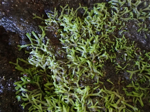 Image of Riccia stricta by (c) George Greiff, some rights reserved (CC BY)