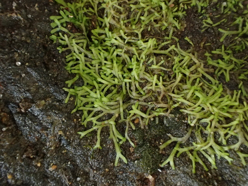 Image of Aquatic Crystalwort (Riccia stricta) by (c) George Greiff, some rights reserved (CC BY)