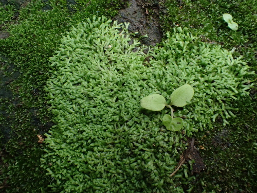 Image of Riccia stricta by (c) George Greiff, some rights reserved (CC BY)