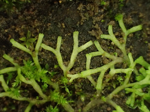 Image of Riccia stricta by (c) George Greiff, some rights reserved (CC BY)