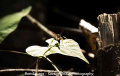 Poecilopompilus interruptus