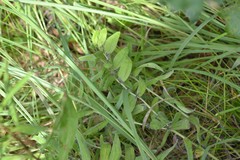 Lithospermum canescens