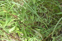 Lithospermum canescens