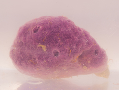 Haliclona implexiformis