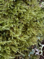 Brachythecium frigidum