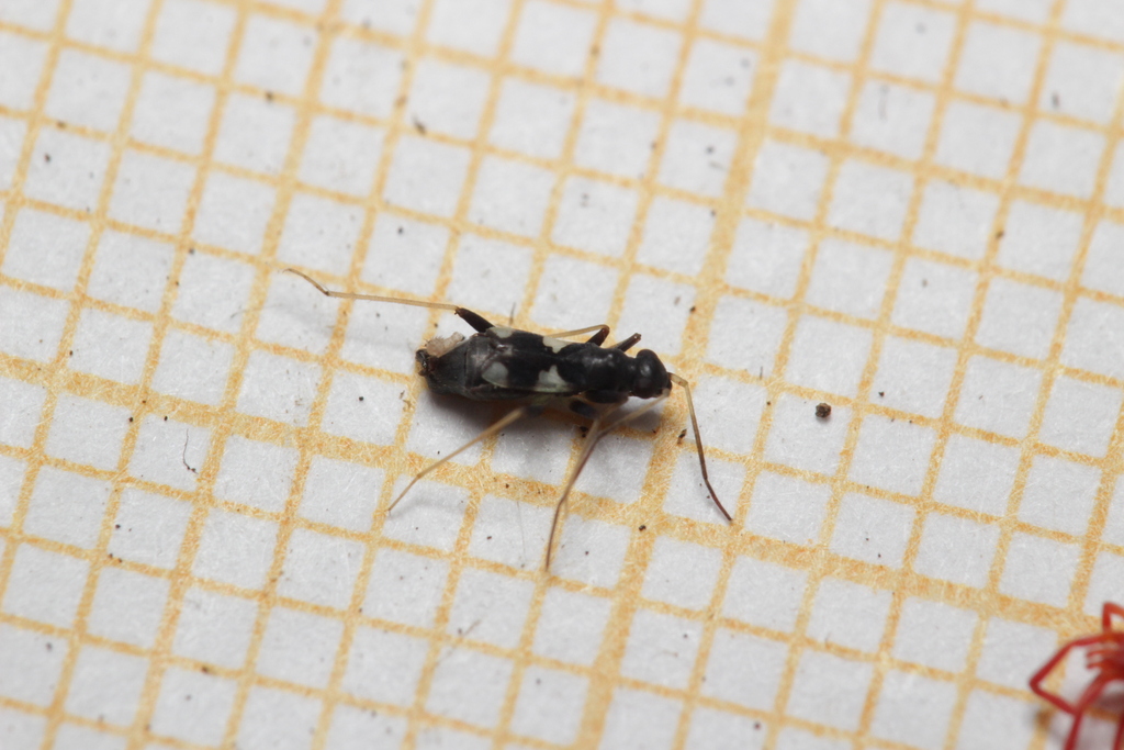 Omphalonotus quadriguttatus