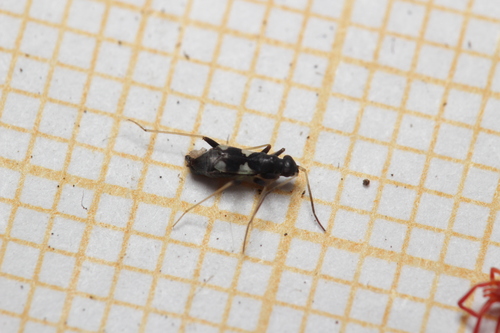 Omphalonotus quadriguttatus