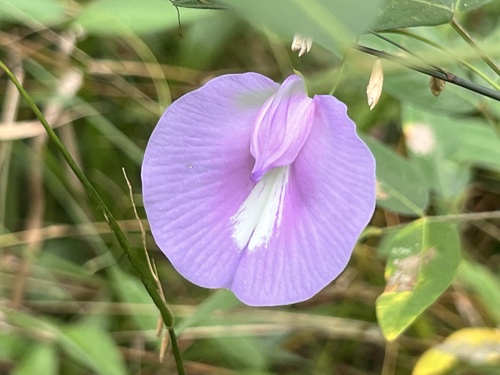 butterfly pea
