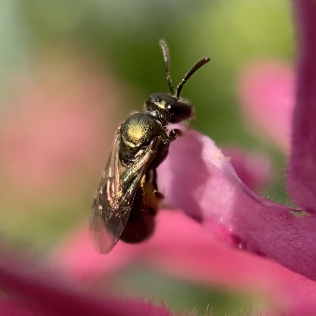 Anomalous Metallic Sweat Bee
