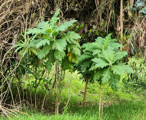Bocconia frutescens observed 2023-06-20
